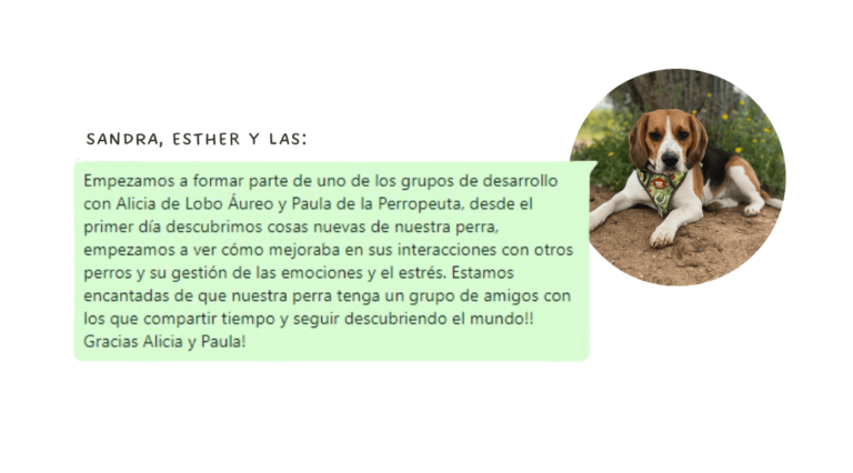 ruta socialización perros madrid