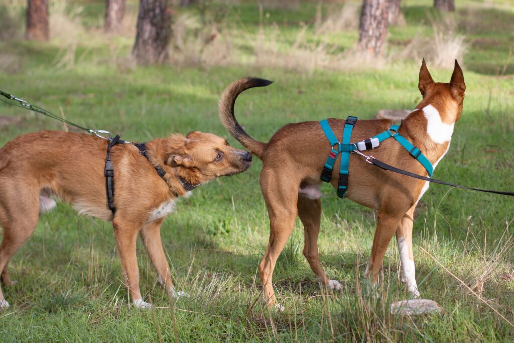 grupos desarrollo perros madrid