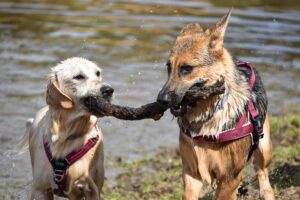 rutas caninas perros madrid