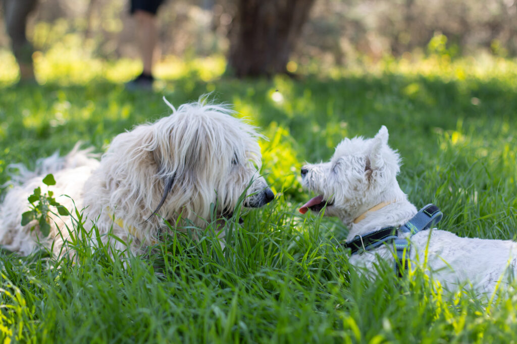 socialización canina madrid